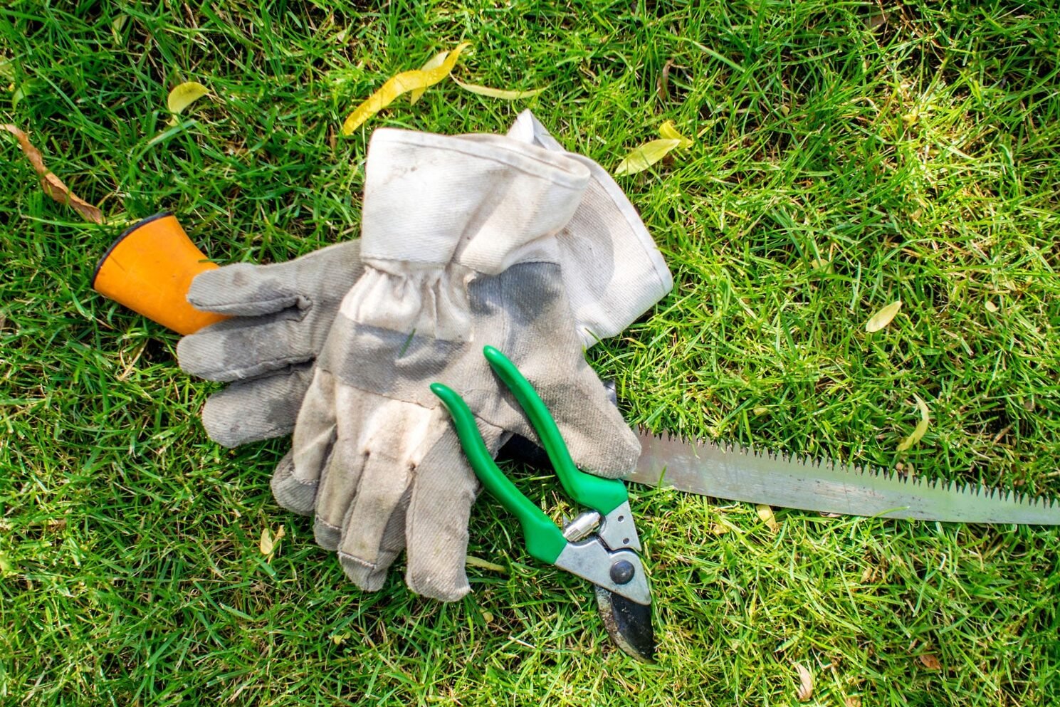 Sterilize garden tools - Online Plant Sales