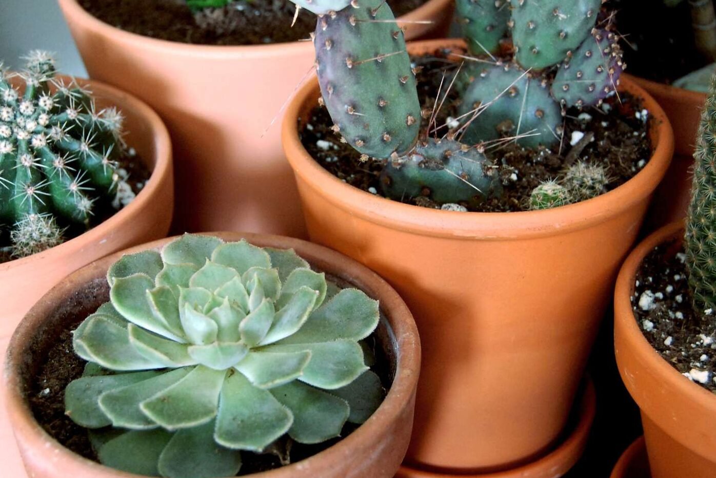 Succulent plants: take care of cacti and succulents