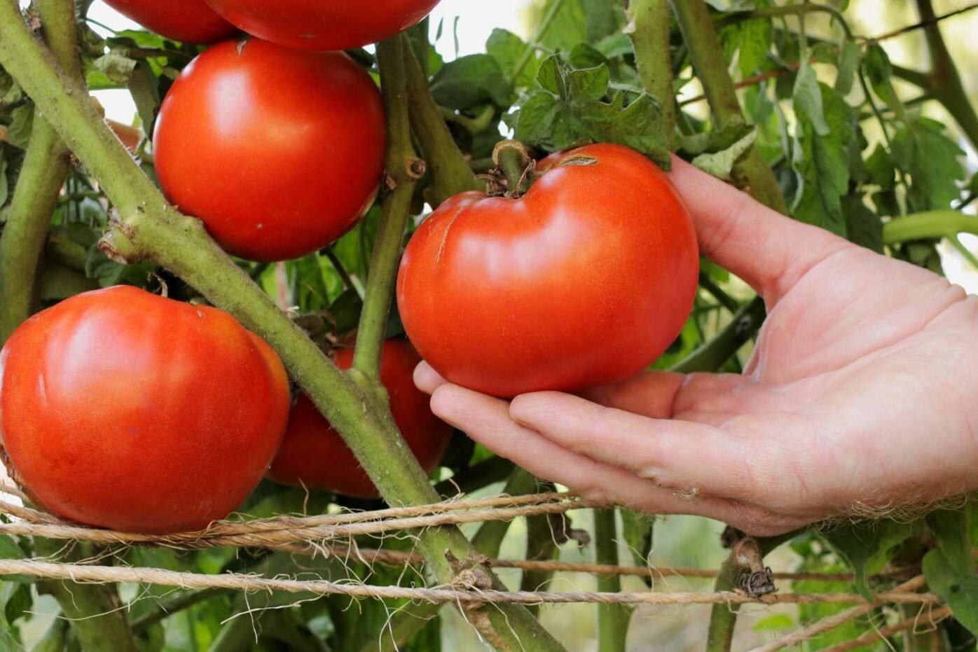 Tomatoes – growing, caring and harvesting