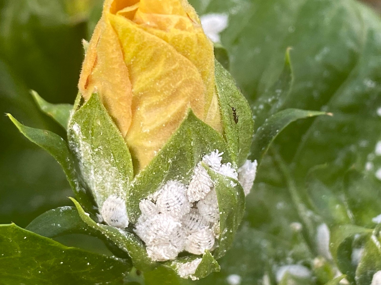 White animals plants: causes and remedies