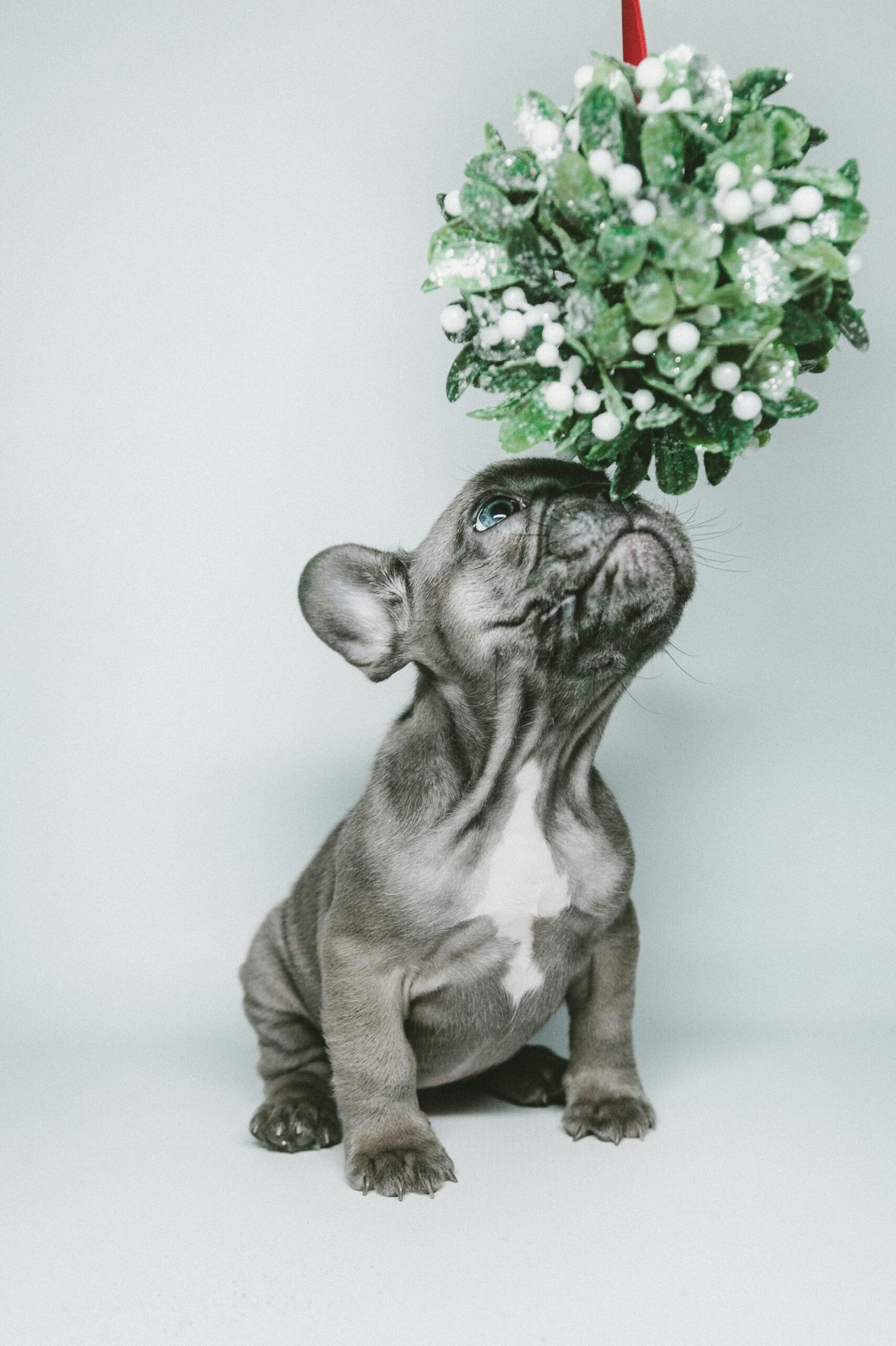 Let's talk about Christmas decorations 2