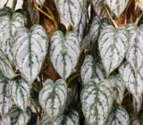 4 reasons to adopt Philodendron brandtianum, the perfect houseplant!