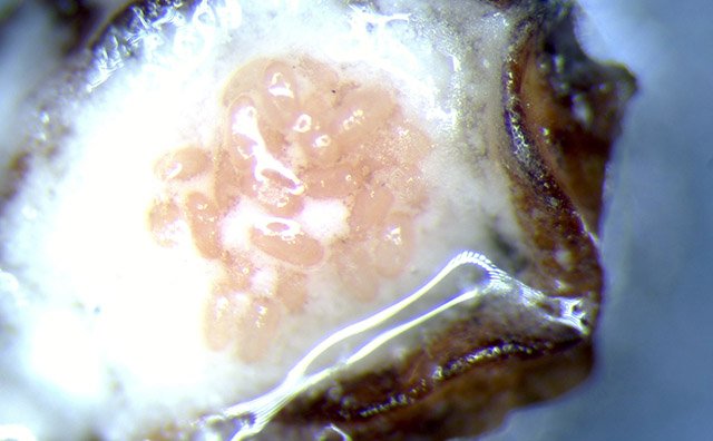 Ovisacco with Takahashia japonica eggs