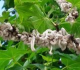 White rings on plants: Takahashia japonica, the new Japanese cochineal