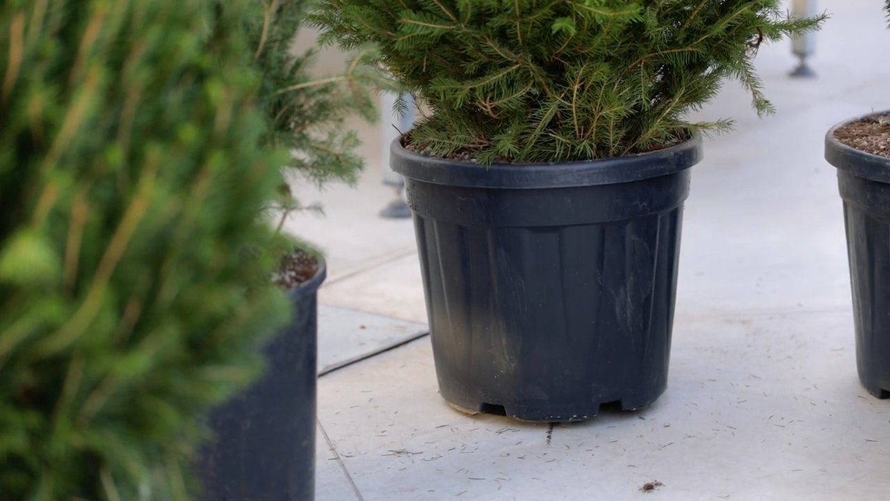 Christmas tree growing potted clod