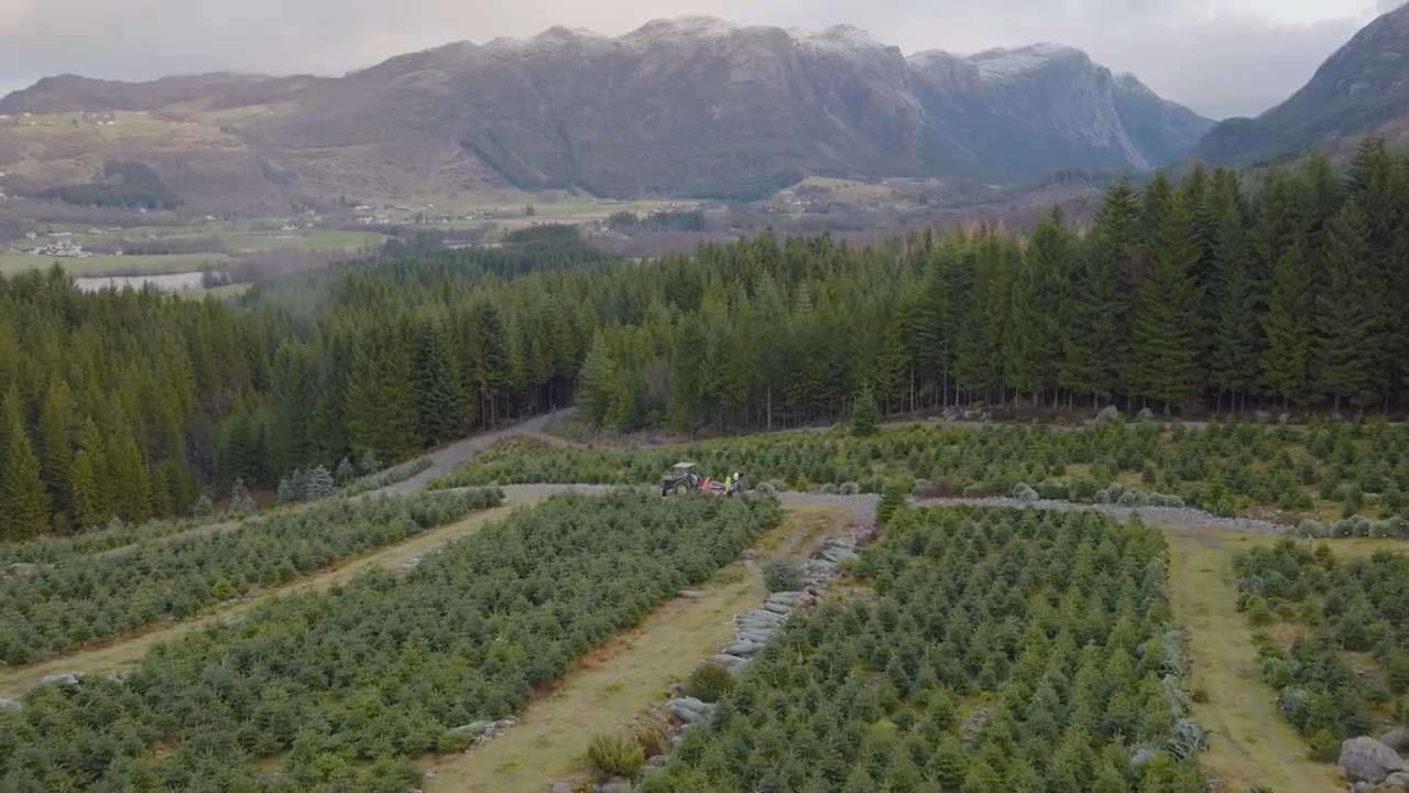 Very large Christmas tree cultivation field, located among the mountains