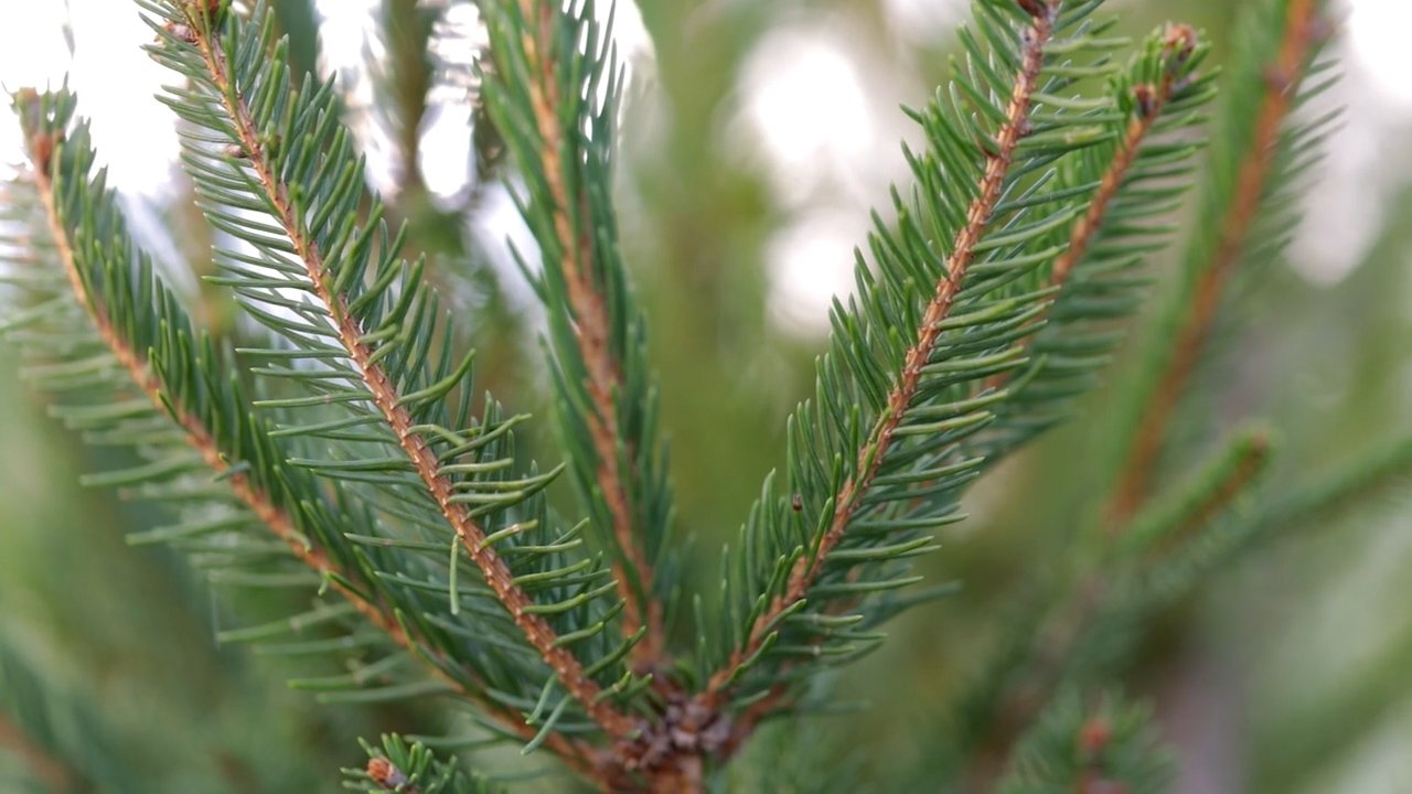 Detail of some branches of the Christmas tree, the Picea abies “Excelsa”