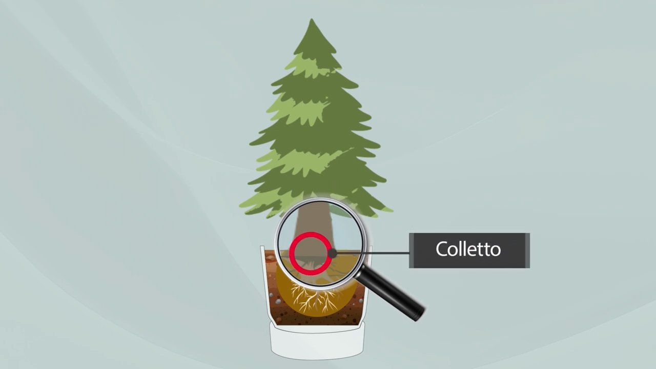 Stylized graphic showing the location of the collar in a Picea abies 'Excelsa' potted plant