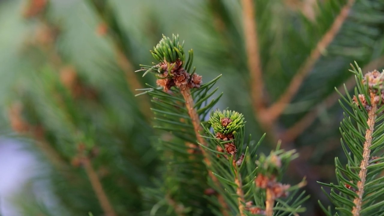 Detail of some branches of the Christmas tree, Picea abies “Excelsa”