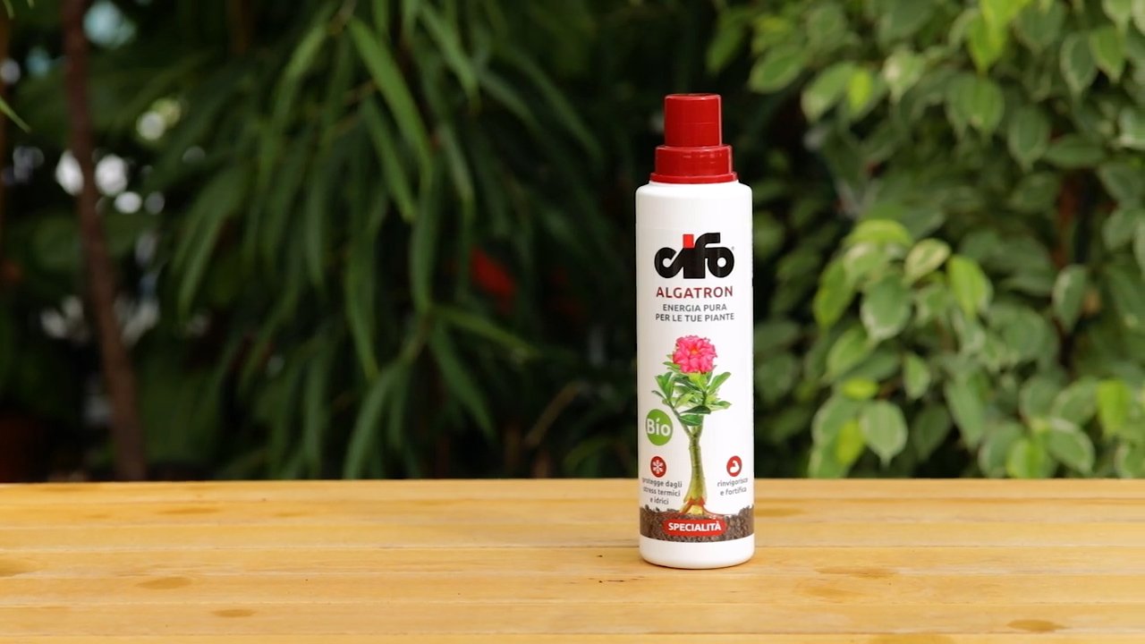 Bottle of Algatron biostimulant by Cifo, placed on a wooden table