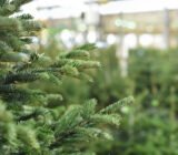 Taking care of the Christmas tree during and after the holidays