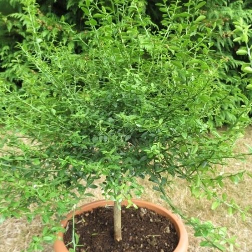 LEMON-CAVIAR-FINGER-LIME-31