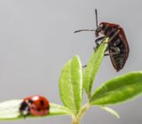 Brown bugs plants: recognition and remedies