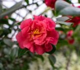 Camellia sasanqua, winter flower – Online Plant Sales