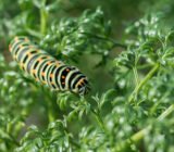 Caterpillars in plants: how to eliminate them permanently