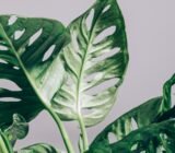 Monstera adansonii, the cute monkey mask!