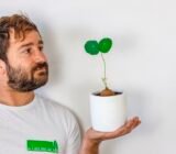 Stephania erecta, a very rare plant!