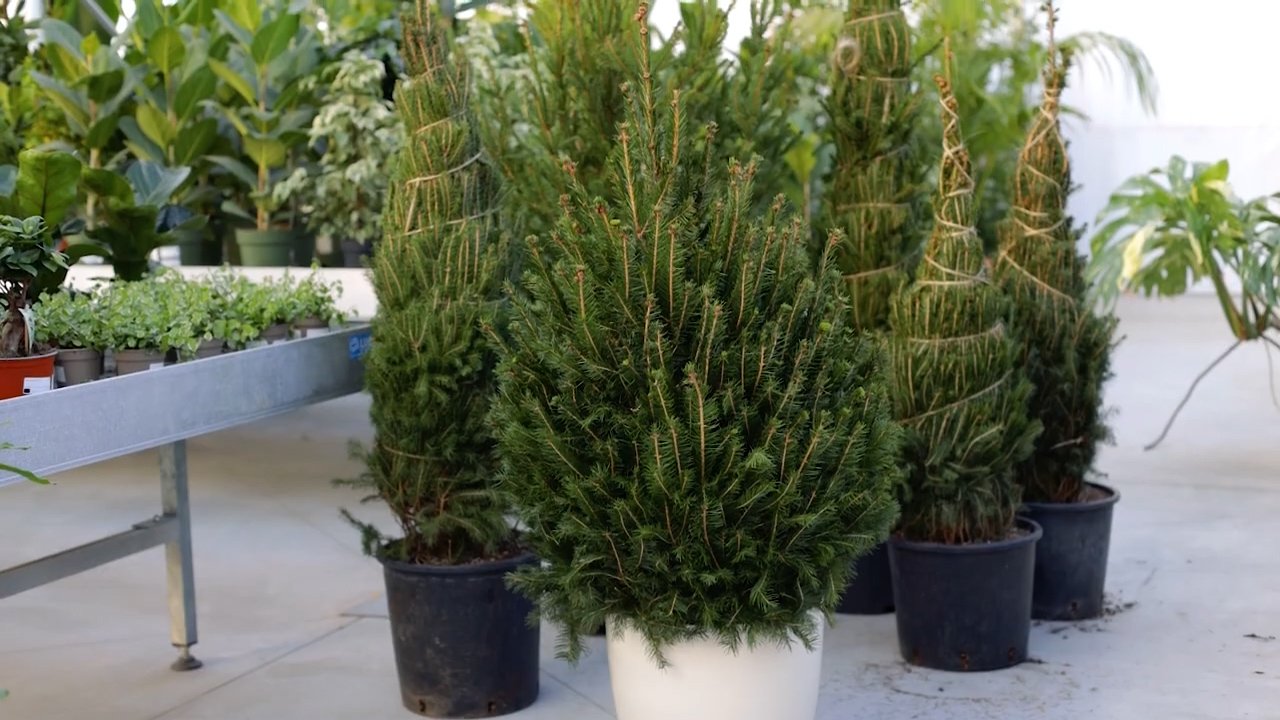 Some examples of Christmas trees (Picea abies “Excelsa”) in pots, in the greenhouse of le Georgiche