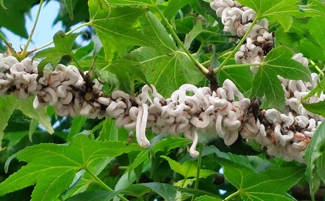 White rings of Takahashia japonica on a tree