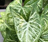 here are all the secrets! » Selling Plants Online